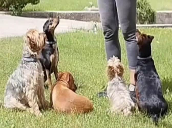 Maestra Canina