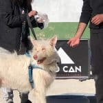 Maigmocan – Guardería Canina en Alacant