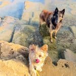 Margotcans, Adiestramiento Canino – Guardería Canina en Palma