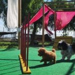 Mary's Pet Hotel – Guardería Canina en Alicante