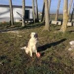 Mascocamping Residencia Canina – Guardería Canina en Calvarrasa de Abajo
