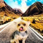 Mascotas Los Pinos – Guardería Canina en Almería
