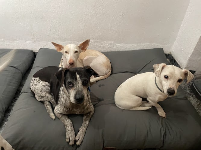 Negocio Mascotasnatur