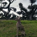 Mascoteka. Residencia Canina. – Guardería Canina en La