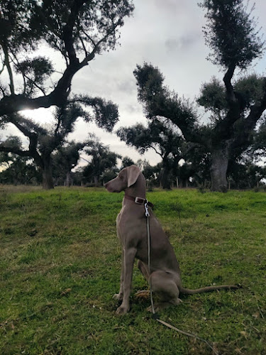 Negocio Mascoteka. Residencia Canina.