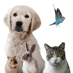 Mascotel Ciudad De Teruel – Guardería Canina en Villaspesa