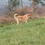 Mastín Leonés - Español – Guardería Canina en Robles de Torío