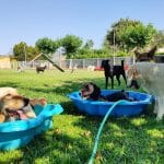 Mediterrània Centro Canino – Guardería Canina en Castelló de la Plana