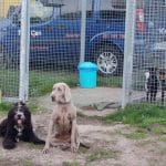 Meu Can – Guardería Canina en A Coruña