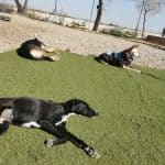 Mi Compañero Peludo – Guardería Canina en Zaragoza
