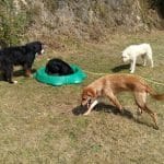 Mi Segunda Caseta – Guardería Canina en Culleredo