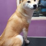 Micomascotas – Guardería Canina en Segovia