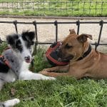 Mil Vueltas – Guardería Canina en Horta-Guinardó