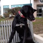 Mis Mascotas – Guardería Canina en A Coruña
