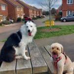 Mpower Dogs – Guardería Canina en Donostia-San Sebastián