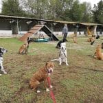 Mundocan Residencia Canina – Guardería Canina en Leganés