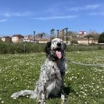 Mundog – Guardería Canina en Santander