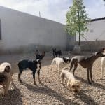 Murcia Dog – Guardería Canina en Murcia