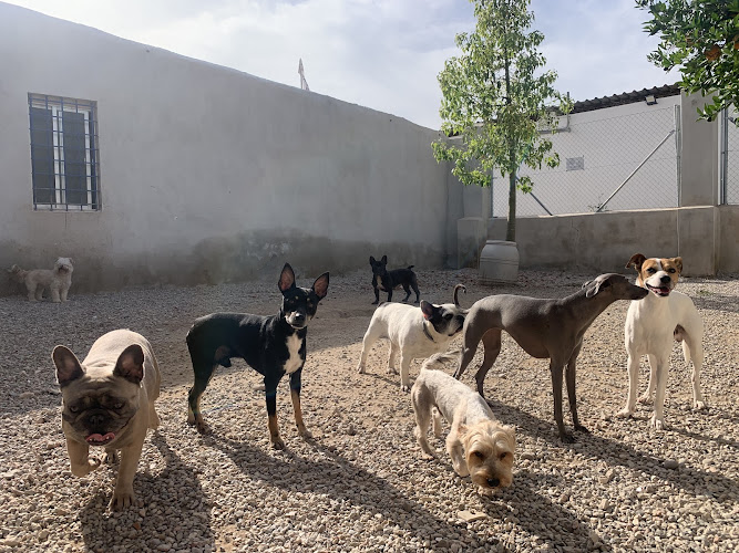 Negocio Murcia Dog