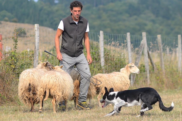 Negocio Murguia Border Collie