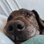 My Ohana Guardería Canina – Guardería Canina en El Paso