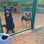 Nescap - Son Cloveia - Dog Boarding, Dog Training – Guardería Canina en Manacor