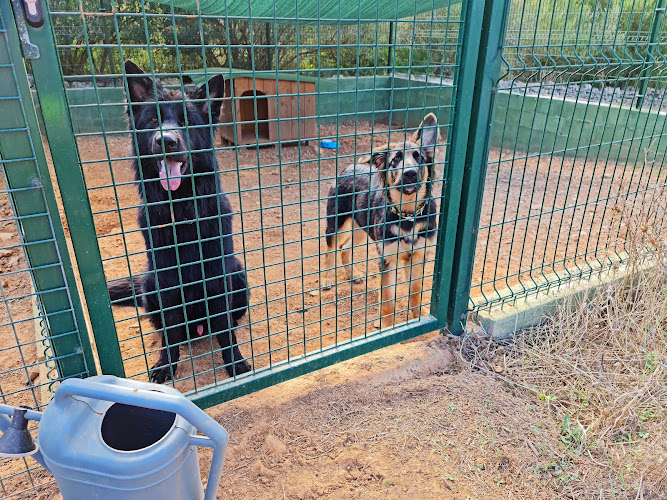 Negocio Nescap - Son Cloveia - Dog Boarding, Dog Training