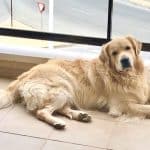 Ngorong-Ngorong Centro Canino – Guardería Canina en Alicante
