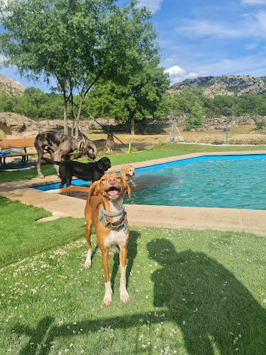Nubomi Camp Canino - Residencia Canina Sin Jaulas En Madrid