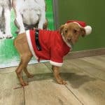 O Camiño Residencia De Mascotas – Guardería Canina en Lugo