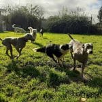 O Lar Do Can – Guardería Canina en Oleiros