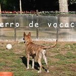 O Meu Caron - Club De Campo Para Perros. Residencia Canina Sin Jaulas – Guardería Canina en Vilamoure