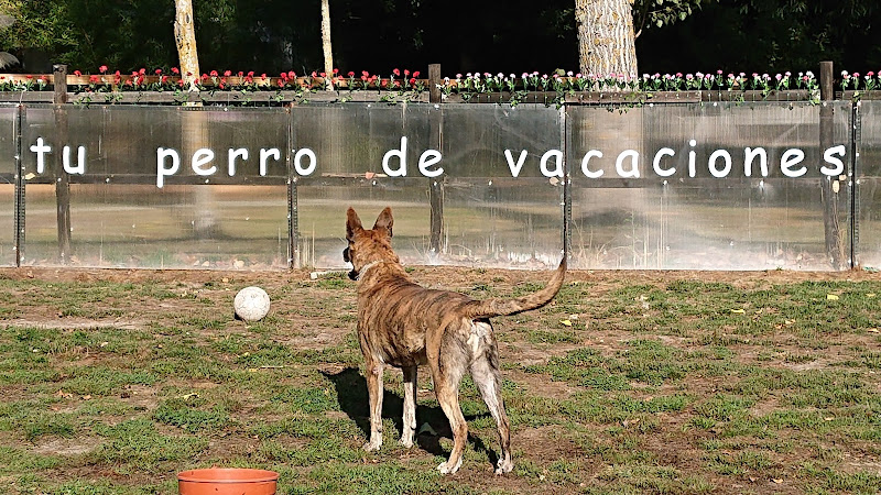 Negocio O Meu Caron - Club De Campo Para Perros. Residencia Canina Sin Jaulas