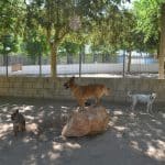 Oficina Granja La Luna Residencia Canina Para Perros Gatos En Madrid – Guardería Canina en Moratalaz