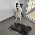 Oh My Dog! Palma Peluquería Canina Y Guarderia – Guardería Canina en Palma