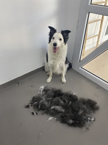 Negocio Oh My Dog! Palma Peluquería Canina Y Guarderia