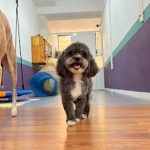Oh My Gos Guarderia Canina – Guardería Canina en Horta-Guinardó