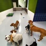 Olé Dogo – Guardería Canina en Madrid