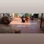 Pae Dog | Educadora Canina – Guardería Canina en Sant Martí