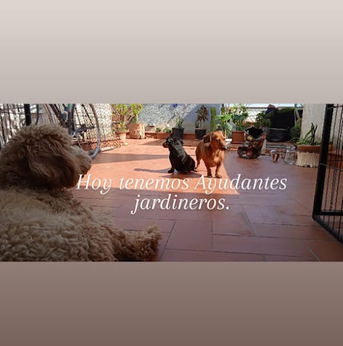 Negocio Pae Dog | Educadora Canina
