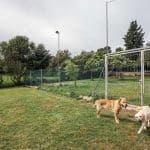 Palau Lord Can Sl – Guardería Canina en Palau-solità i Plegamans