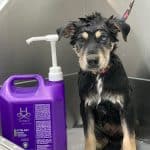 Paraiso Del Can – Guardería Canina en A Coruña