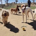 Party Dogs - Resort Canino – Guardería Canina en Los Gallardos