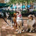 Paseos Y Guardería De Mascotas Dog Walker And Dog Sitter Toracanina – Guardería Canina en Ciutat Vella