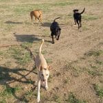 Passeigxbarcelona – Guardería Canina en Barcelona