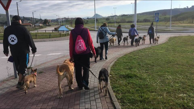 Negocio Patucas Cantabria Educacion Canina