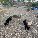 Pawradise Dog Hotel Mallorca – Guardería Canina en Llucmajor