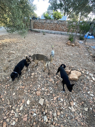 Negocio Pawradise Dog Hotel Mallorca