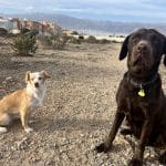 Pawscare (Raquel Márquez) | Cuidadora Canina – Guardería Canina en Roquetas de Mar