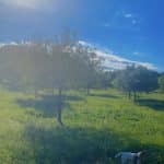 Pawsitive Oasis Mallorca – Guardería Canina en Manacor